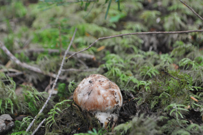 rDSC_0649.jpg