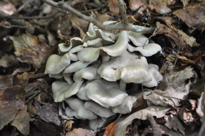 rDSC_0698.jpg