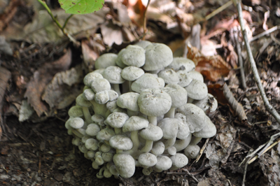 rDSC_0699.jpg