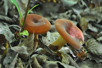 rDSC_0700.jpg