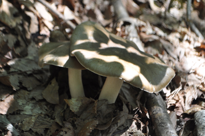 rDSC_0706.jpg