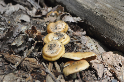 rDSC_0709.jpg