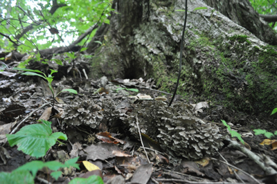 rDSC_0727.jpg