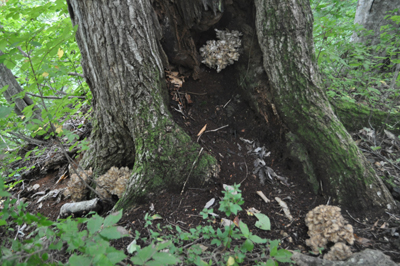 rDSC_0735.jpg