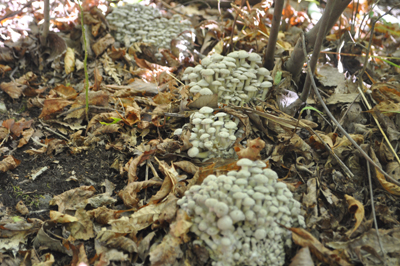 rDSC_0750.jpg