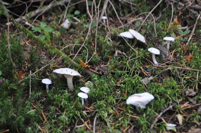 rDSC_0761.jpg