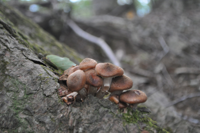 rDSC_0766.jpg