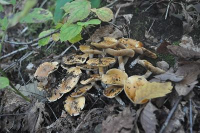 rDSC_0767.jpg