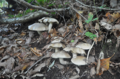 rDSC_0771.jpg