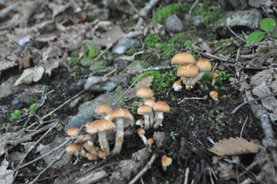 rDSC_0782.jpg
