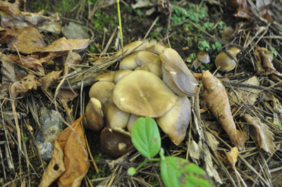 rDSC_0784.jpg