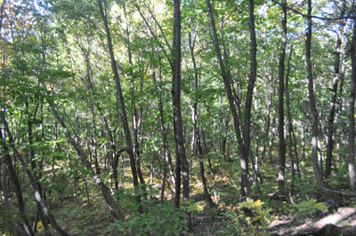 rDSC_0785.jpg