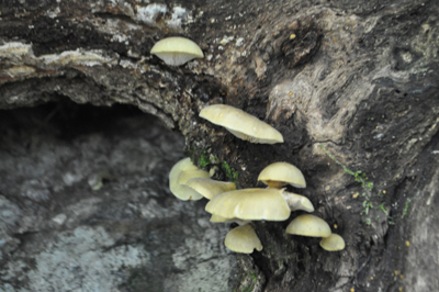 rDSC_0787.jpg