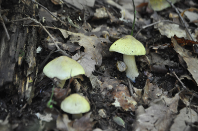 rDSC_0788.jpg