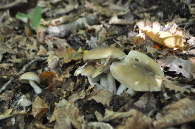 rDSC_0789.jpg