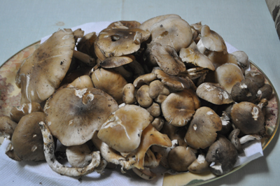 rDSC_0808.jpg
