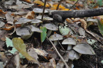 rDSC_0824.jpg