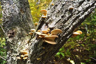 rDSC_0838.jpg