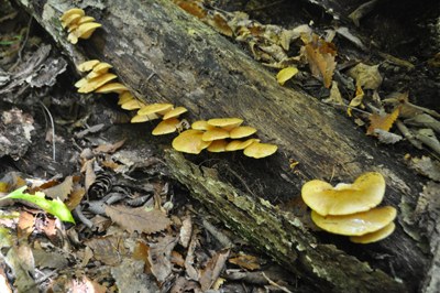 rDSC_0841.jpg