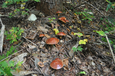 rDSC_0861.jpg