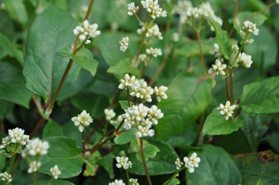 rDSC_0940.jpg
