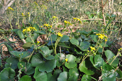 rDSC_0961.jpg