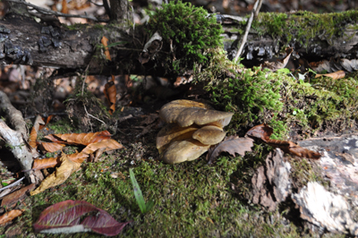 rDSC_0969.jpg