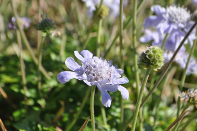 rDSC_0984.jpg