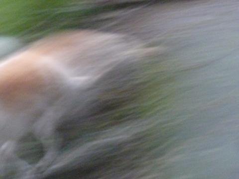 P1130681.jpg