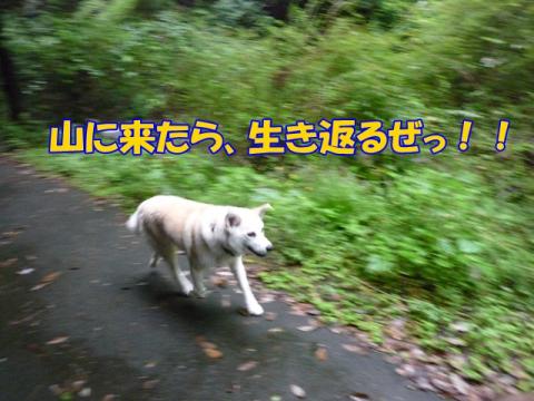 P1130683.jpg
