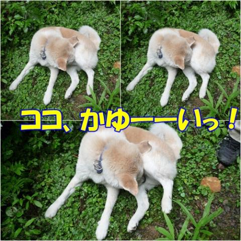 page_20120725164500.jpg