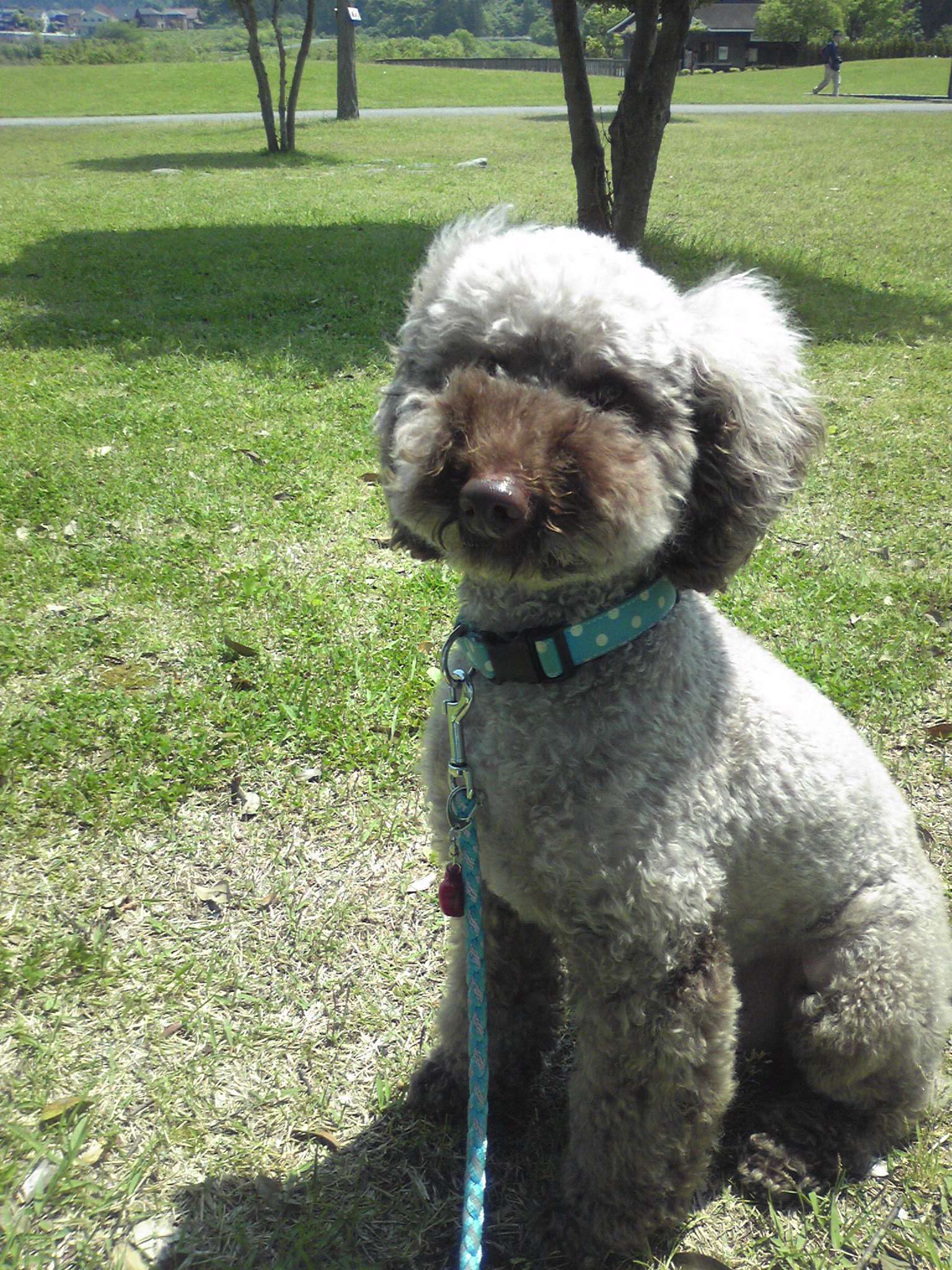 damu