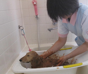 犬泥
