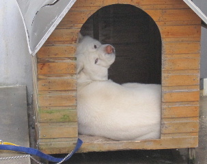 ameyamasa.jpg