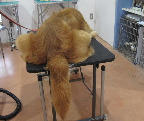 hari-.jpg