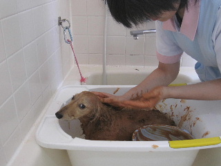 inudoeo3.jpg