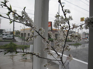 sakurasaronn.jpg