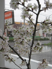 sakurasaronn2.jpg