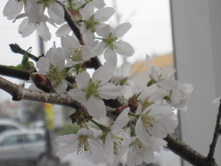 sakurasaronn3.jpg