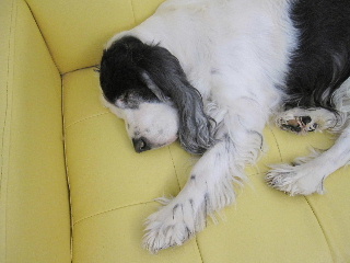 sofa-ue.jpg
