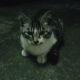 $らこブロ