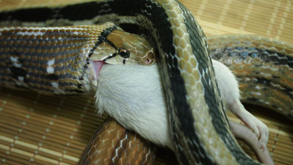 ホウシャナメラ