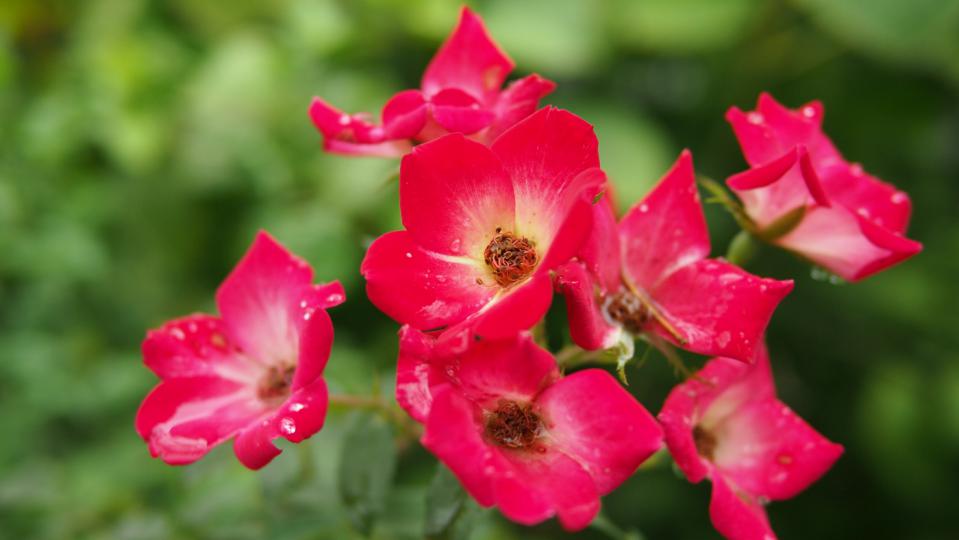 薔薇