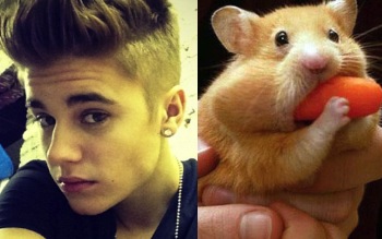justinbieber　hamster