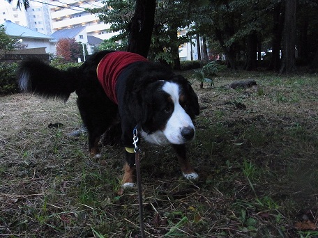 002_20121112083130.jpg