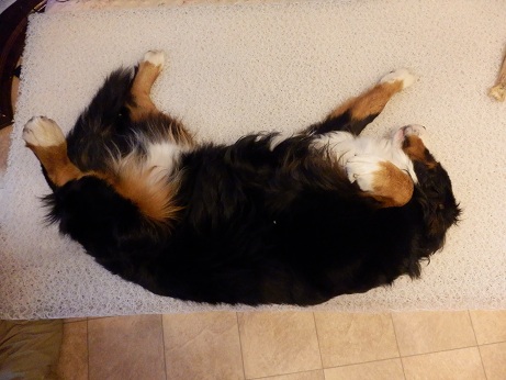 011_20130104104447.jpg