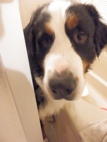 026_20121125213351.jpg