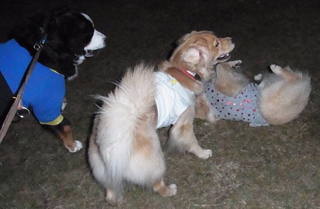 029_20121113204226.jpg