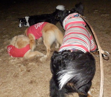 036_20121220204205.jpg