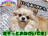 にほんブログ村 犬ブログ ロングコートチワワへ